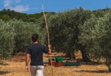 Εξετάζεται εκ νέου η ένταξη της ελιάς στις συνδεδεμένες στο σχεδιασμό της νέας ΚΑΠ, εμπόδιο στέκει το πρόγραμμα των ΟΕΦ