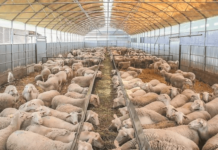 Υποχρεωτικός ο βώλος για εκτροφές άνω των 900 αιγοπροβάτων