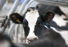 Η «τέλεια καταιγίδα» της ευρωπαϊκής κτηνοτροφίας, δεν έχουν παντού το ίδιο μέλλον οι εκτροφές σήμερα