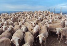 Παράταση ως 17 Σεπτεμβρίου για τα προληπτικά μέτρα κατά ευλογιάς στην Κρήτη