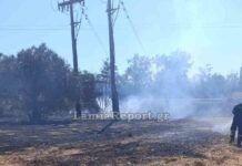 Στυλίδα: Φωτιά στο Αυλάκι μέσα σε ελαιοπερίβολο – Πουλί ακούμπησε σε καλώδια μεταφοράς ρεύματος και προκάλεσε βραχυκύκλωμα