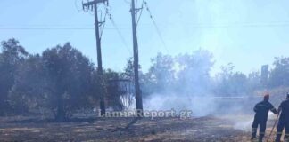 Στυλίδα: Φωτιά στο Αυλάκι μέσα σε ελαιοπερίβολο – Πουλί ακούμπησε σε καλώδια μεταφοράς ρεύματος και προκάλεσε βραχυκύκλωμα