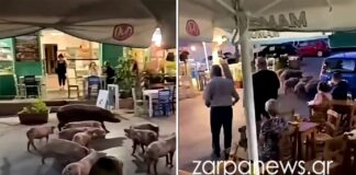 Χανιά: Γουρουνάκια το έσκασαν από χοιροστάσιο και έκαναν παρέλαση σε καφενεία